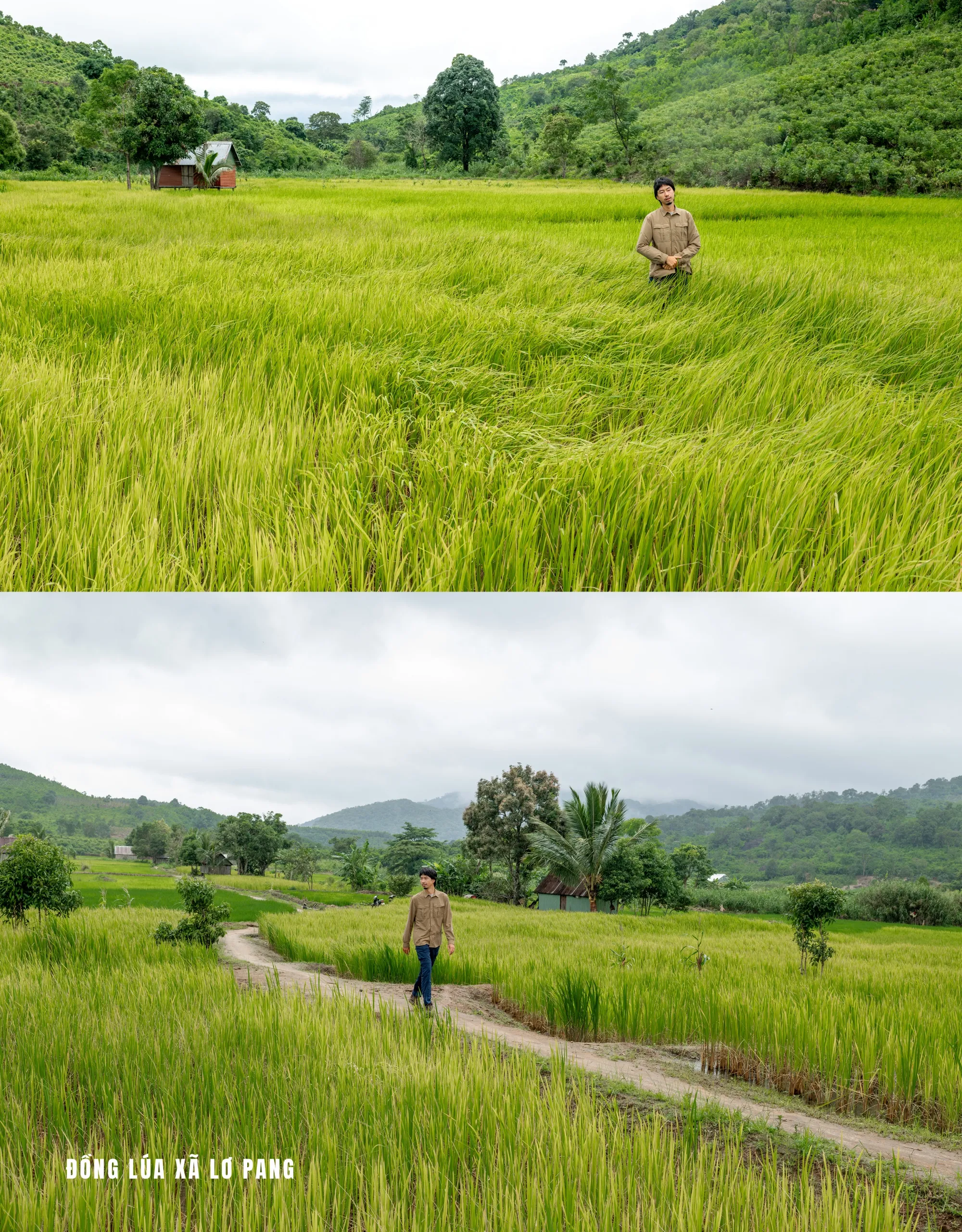 Đen - Canh dong 1