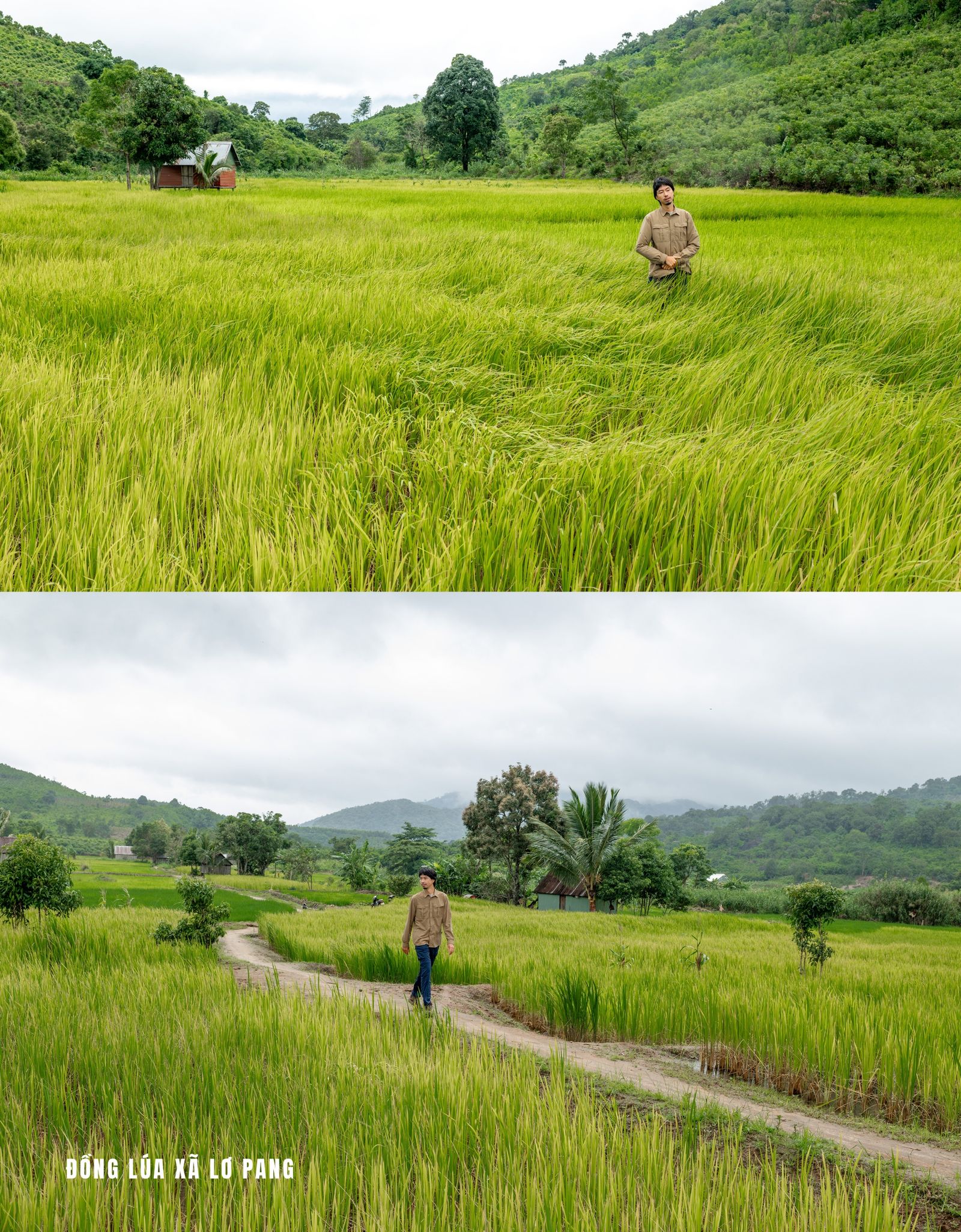 Đen - Canh dong 1