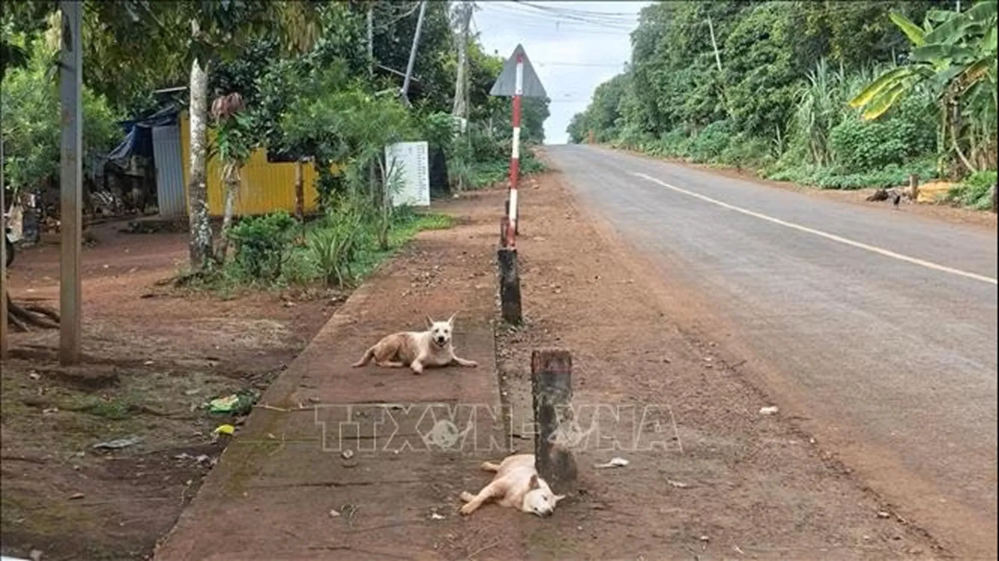 Chó thả rông ngoài đường tại thôn Bình Hà, xã Đa Kia - Ảnh: TTXVN