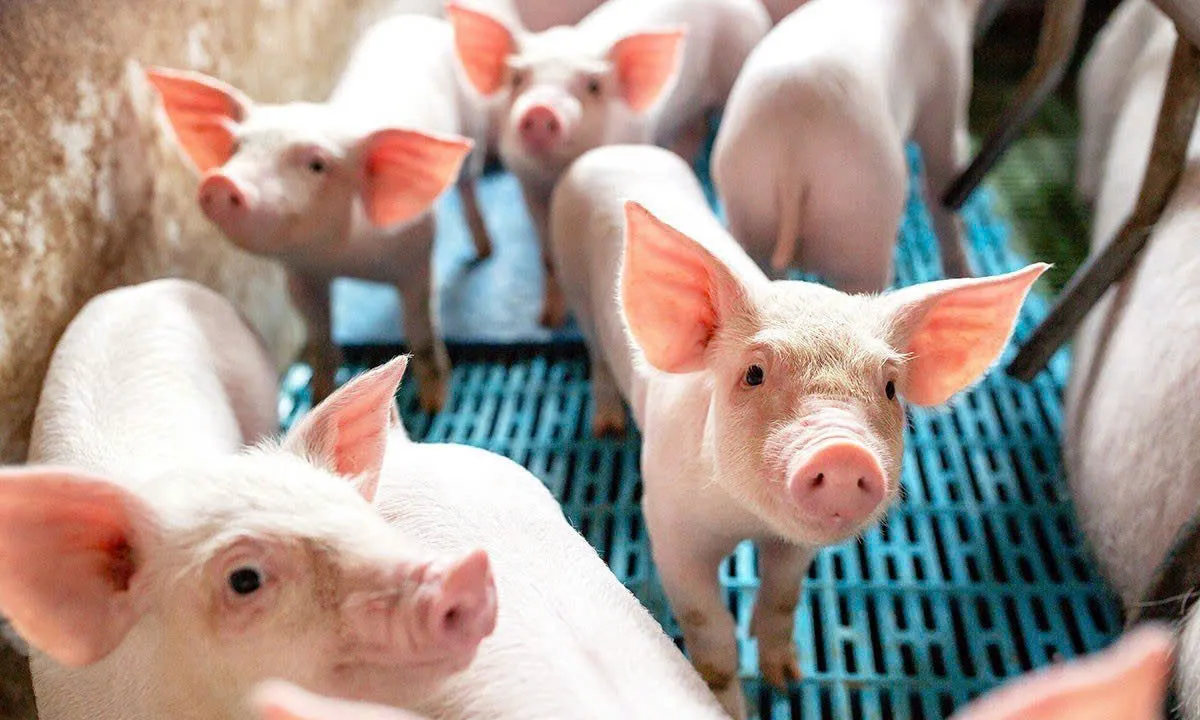 Ngày 29/10: Giá heo hơi dao động 44.000 - 48.000 đồng/kg