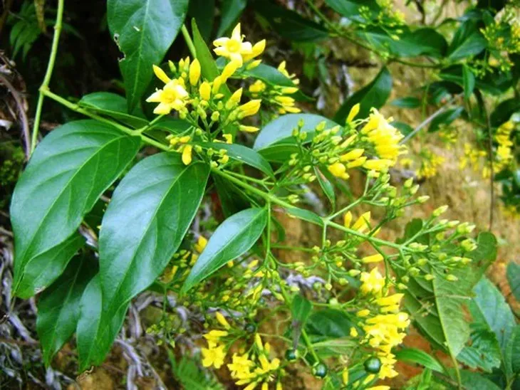 la-ngon