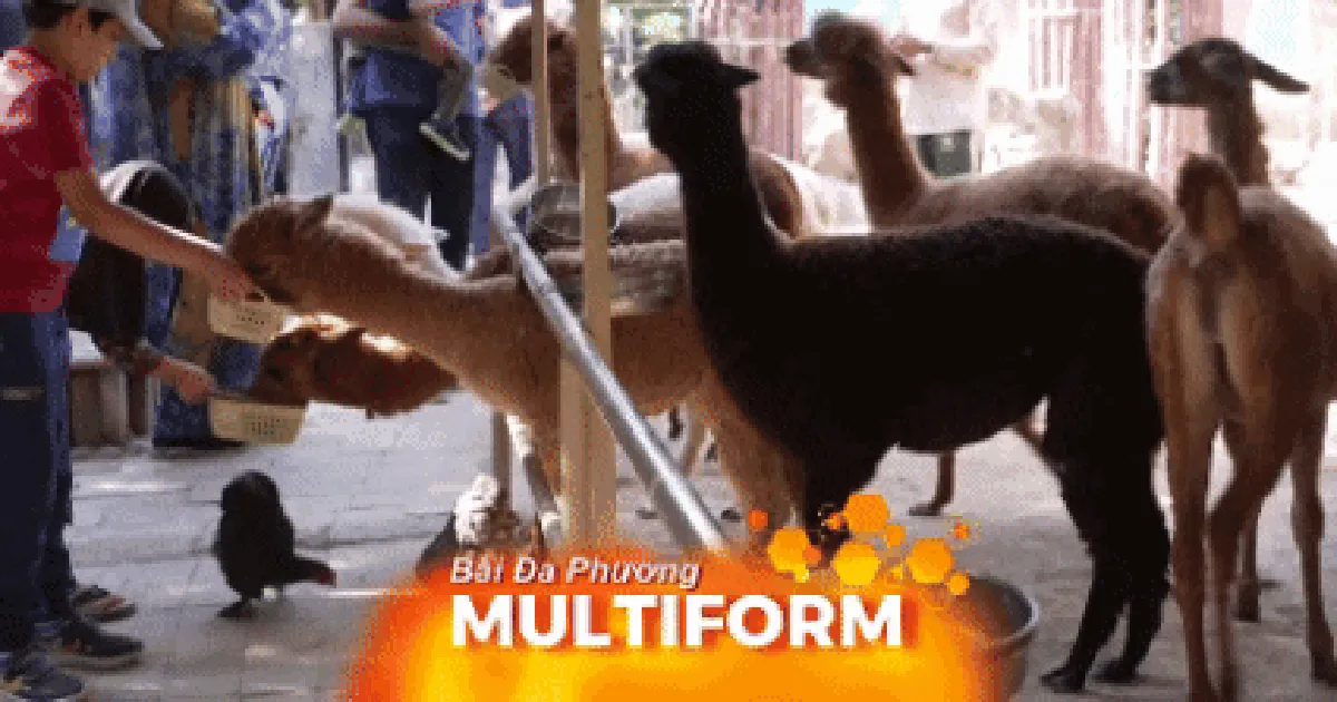 Quán cà phê alpaca ở Pakistan hút khách nhờ trải nghiệm lạ