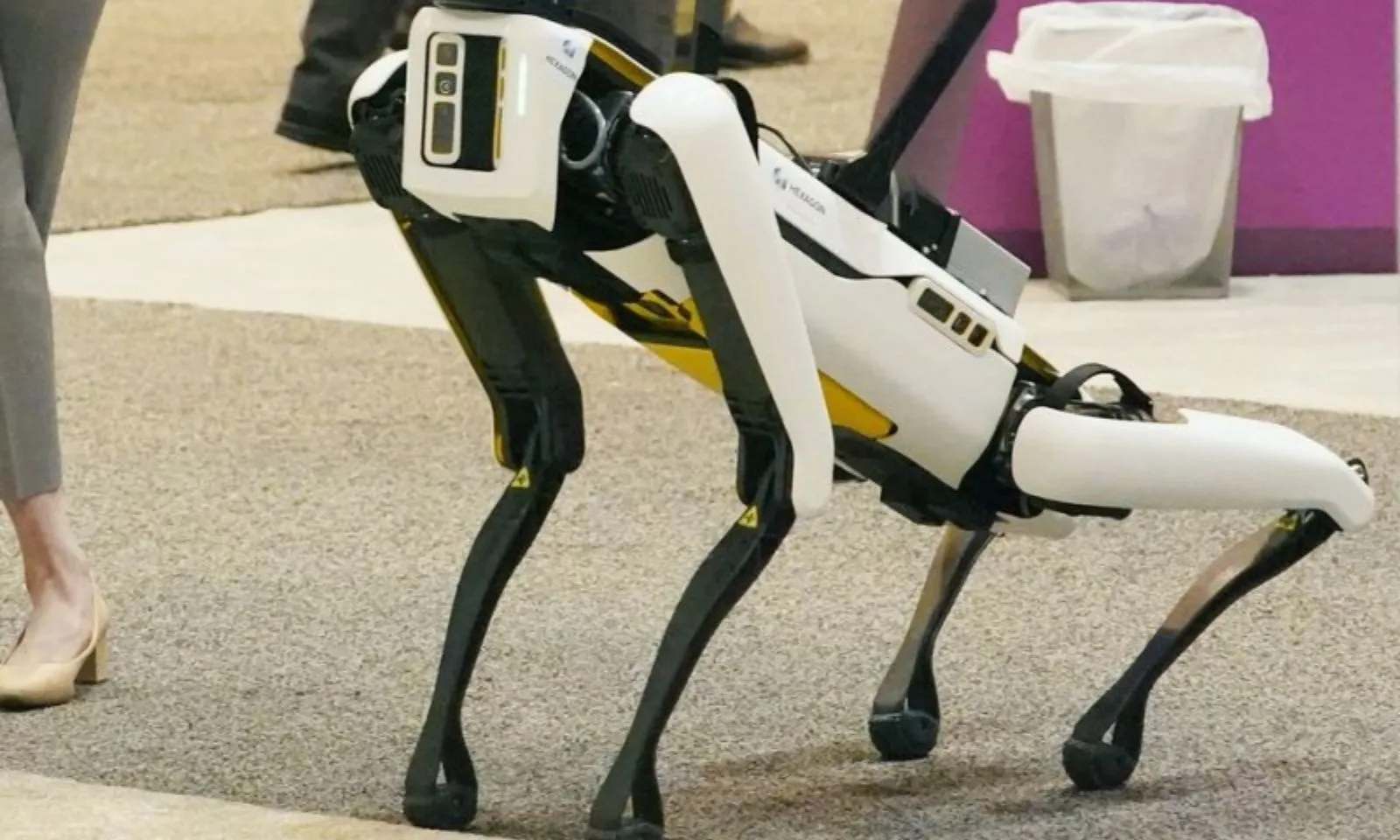 Tuyển người dắt... chó robot đi dạo với mức lương 20 USD/giờ