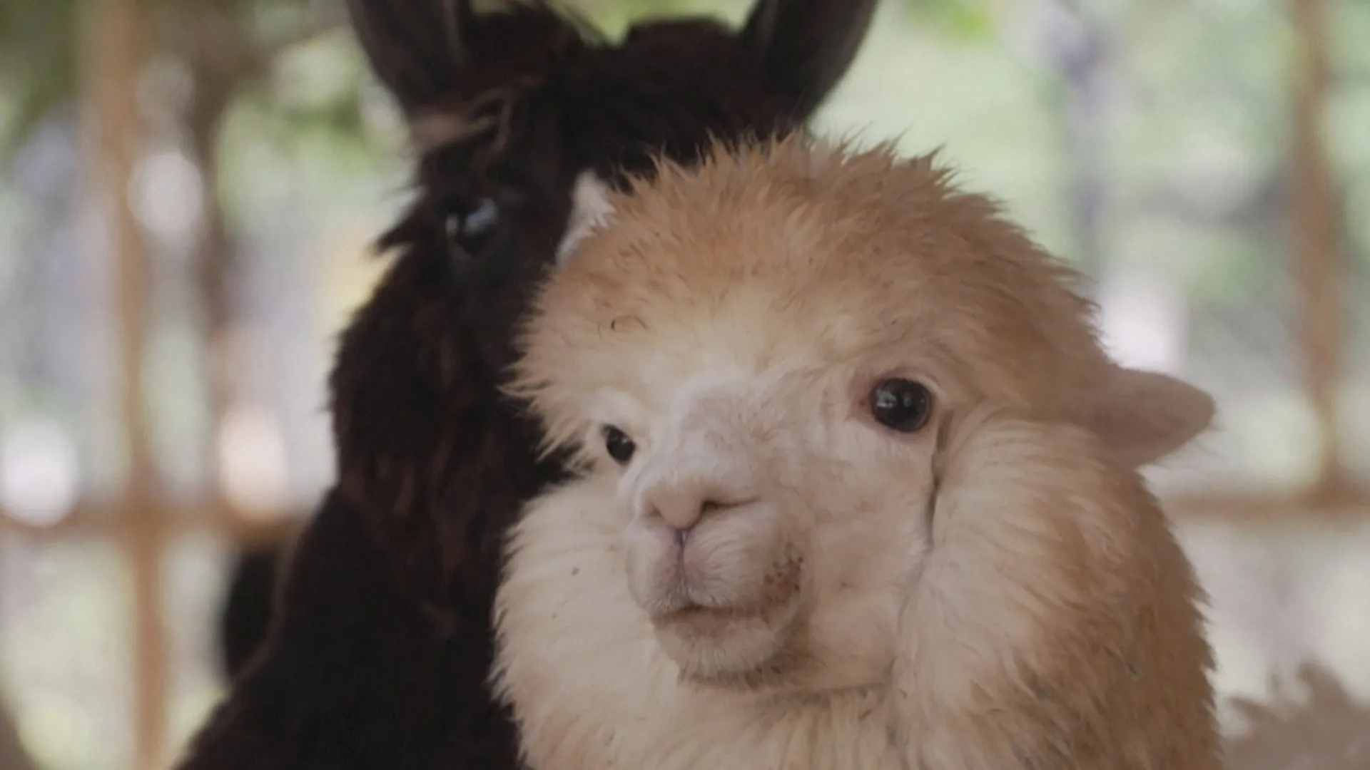Quán cà phê alpaca ở Pakistan hút khách nhờ trải nghiệm lạ - Ảnh 1.