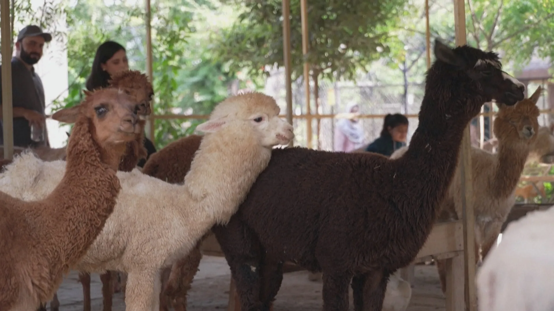 Quán cà phê alpaca ở Pakistan hút khách nhờ trải nghiệm lạ - Ảnh 5.