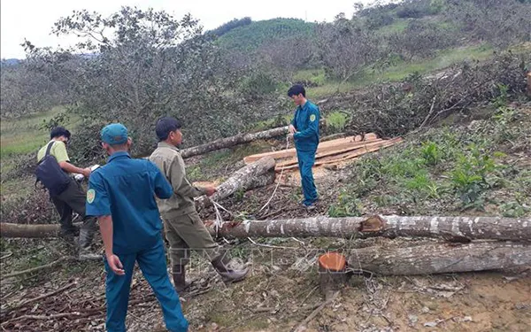 Yêu cầu Chủ tịch Lâm Đồng kiểm tra, làm rõ các vụ phá rừng trên địa bàn