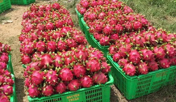 Giá cả thị trường hôm nay 10/10/2018: Thanh long rớt giá, tại sao?