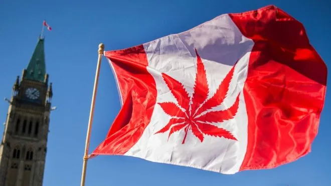 Tình hình tại Canada sau khi nước này hợp thức hóa việc sử dụng cần sa