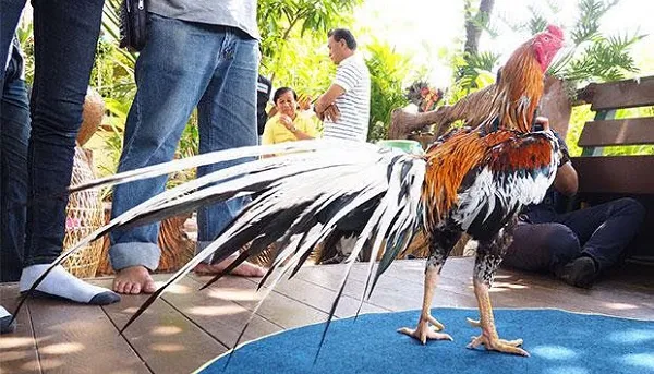 Vua gà đá được trả giá đến 60.000 USD vẫn không bán