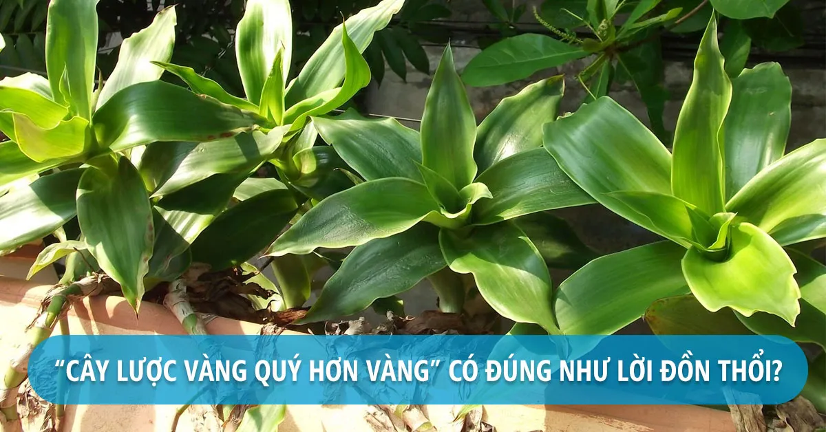 Tác dụng của cây lược vàng khi chữa bệnh có thật sự như lời đồn thổi