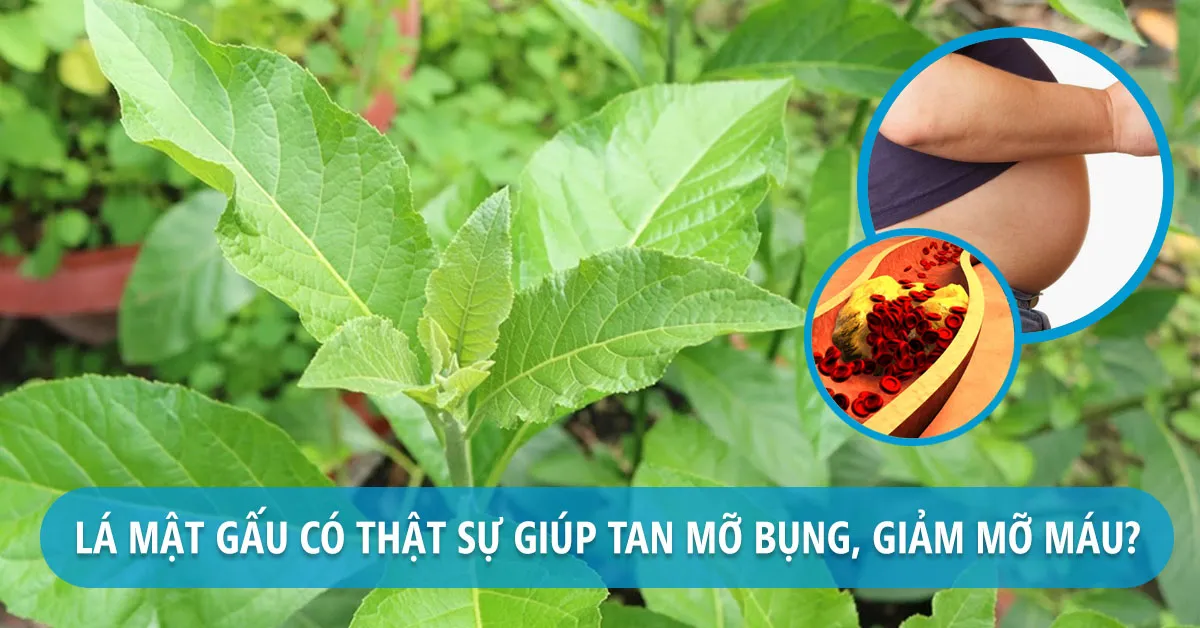 Uống lá mật gấu chữa được bệnh gì?