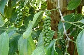 Giá tiêu hôm nay 01/11/2018: Tăng giảm trái chiều ở một số địa phương