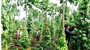 Giá tiêu hôm nay 02/11/2018: Đảo chiều giảm mạnh