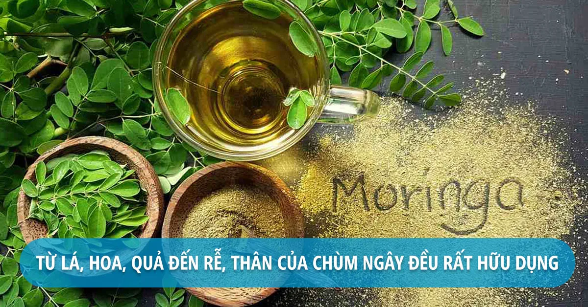 Vô vàn tác dụng của cây chùm ngây, một loại ‘thần dược’ quý