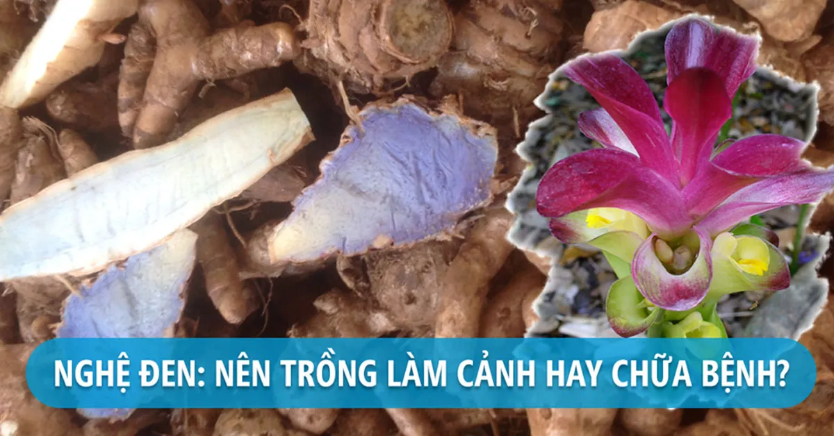 Nghệ đen có tác dụng gì? Có phải chữa được ung thư không?