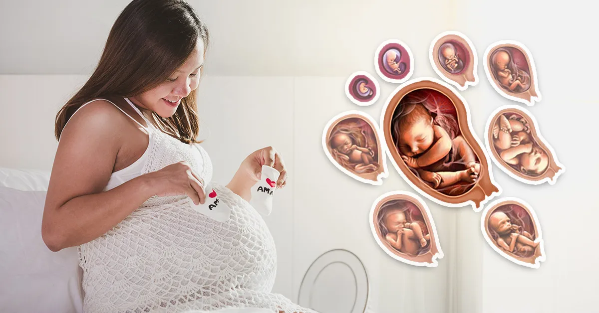 Tìm hiểu sự phát triển của thai nhi qua từng tháng thai kỳ