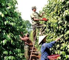 Giá tiêu hôm nay 23/11/2018: Giá tiêu tại Gia Lai, Đồng Nai giảm, các địa phương khác ổn định