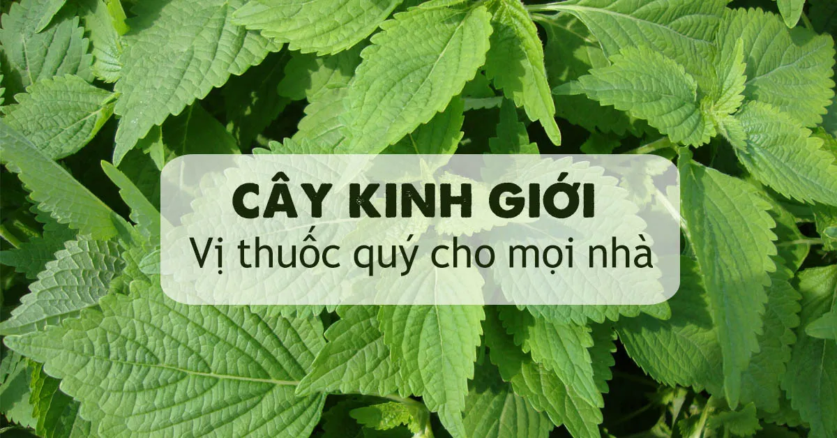 Tác dụng của cây kinh giới hiếm người biết đến