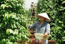 Giá tiêu hôm nay 5/12/2018: Thị trường tiêu ảm đạm, giá đi ngang