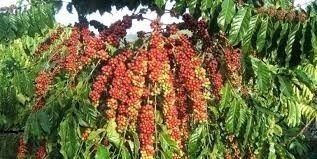 Giá cà phê hôm nay 12/12/2018: Rớt xuống ngưỡng 32.000 đồng/kg