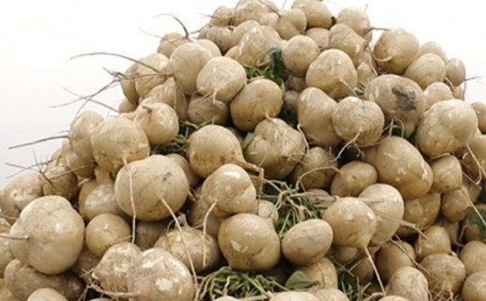 Giá cả thị trường hôm nay 13/12: Củ sắn giá 18 ngàn đồng một kg