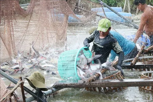 Đối tượng thủy sản nuôi chủ lực phải đáp ứng 4 tiêu chí