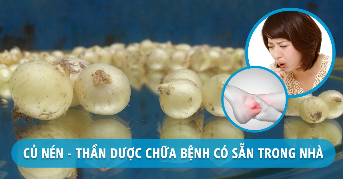 Củ nén có tác dụng gì tốt cho sức khỏe và đời sống