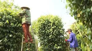 Giá tiêu hôm nay 25/12/2018: Tăng 1.000 đồng/kg tại Gia Lai