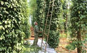 Giá tiêu hôm nay 26/12/2018: Giảm 1.000 đồng/kg tại Bà Rịa - Vũng Tàu