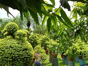 Bảo tàng Áo dài đoạt giải nhất Vườn Sinh thái đẹp lần VI năm 2018