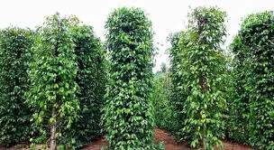 Giá tiêu hôm nay 1/1/2019: Đứng giá trong phiên giao dịch đầu năm mới