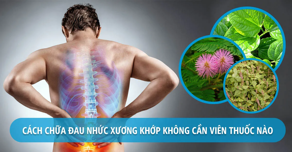 5 loại cây thuốc nam chữa bệnh đau nhức xương khớp cực hay