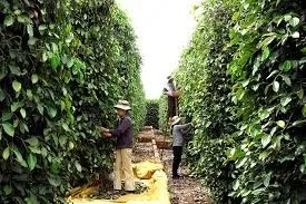 Giá tiêu hôm nay 8/1/2019: Giá tiêu đồng loạt giảm 1.000 đồng/kg
