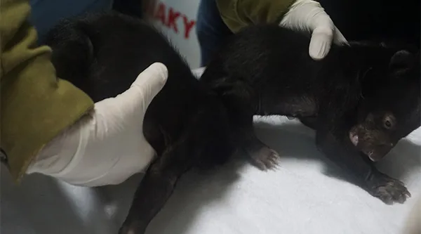 Tịch thu 2 gấu ngựa mua bán trái phép ở Hải Phòng