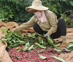 Giá cà phê hôm nay 11/1/2019: Cao nhất tại Đắk Lắk là 33.800 đồng/kg