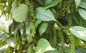 Giá tiêu hôm nay 11/1/2019: Giảm 1.000 đồng/kg tại Gia Lai