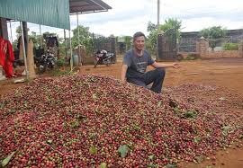 Giá cà phê hôm nay 14/1/2019: Phục hồi nhẹ tại Kon Tum