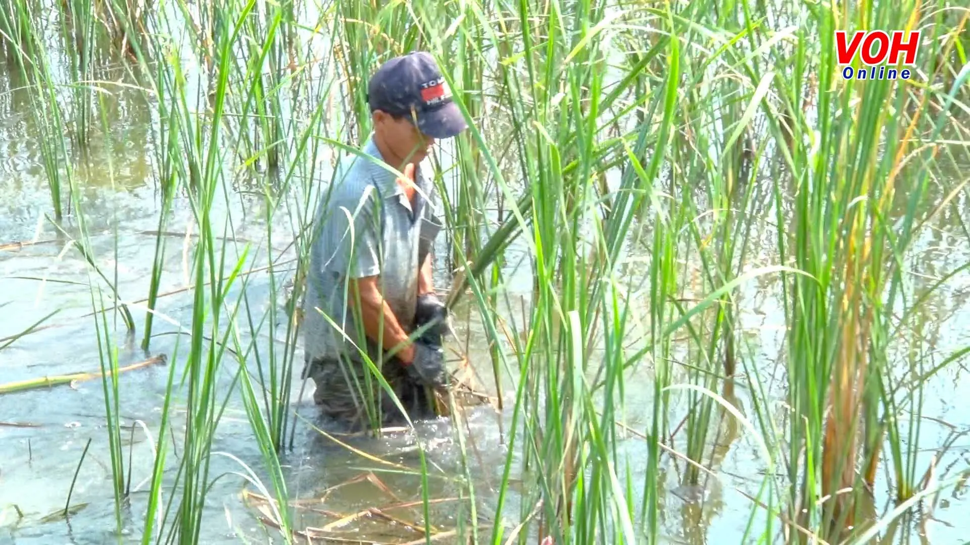 Nông dân Bình Chánh với những mô hình phát triển nông nghiệp hộ gia đình