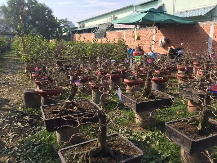 Nhà vườn TPHCM sẵn sàng cung ứng hoa dịp tết Kỷ Hợi