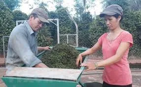 Giá tiêu hôm nay 18/1/2019: Lặng sóng