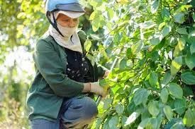 Giá tiêu hôm nay 19/1/2019: Giảm 1.000 đồng/kg tại Đồng Nai