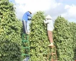 Giá tiêu hôm nay 21/1/2019: Giá tiêu tại Đồng Nai giảm 1.000 đồng/kg