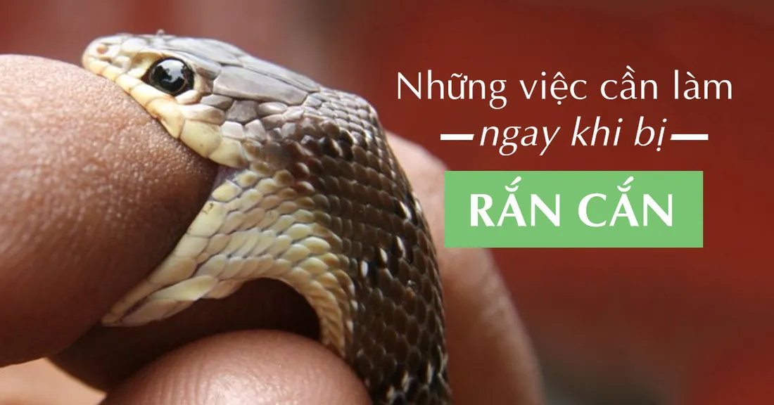 Top 13 loài rắn độc nhất thế giới ở trên cạn và dưới nước