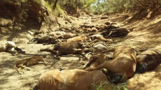 Tin nóng ngày 24/1/2019:  Australia: Nắng nóng kỷ lục, động vật hoang dã chết hàng loạt