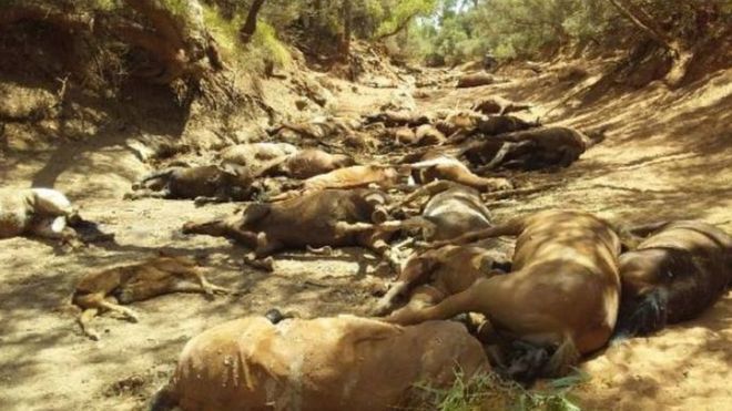 Tin nóng ngày 24/1/2019: Australia: Nắng nóng kỷ lục, động vật hoang dã chết hàng loạt