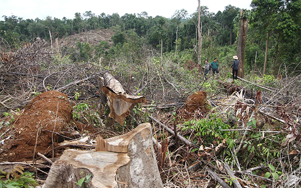 Xử lý nghiêm các vụ phá rừng