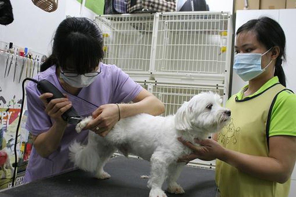Giá cả thị trường hôm nay 30/1/2019: Thị trường giữ thú cưng ngày tết sôi động