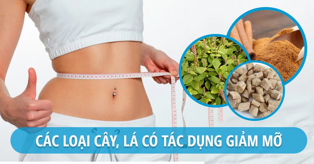 Mách bạn cách giảm mỡ bụng bằng cây, lá trong tự nhiên