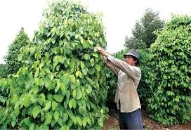 Giá tiêu hôm nay 30/1/2019: Tiếp tục lặng sóng