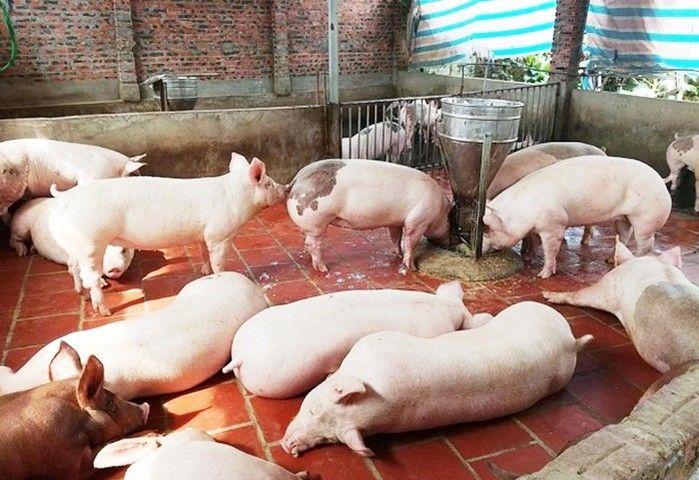 Giá heo hơi hôm nay 10/2/2019: Thị trường sau tết êm ả